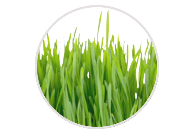 Crema regeneranta pentru fata Cryptherapy, 50 g, Rootree